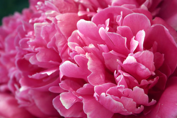 peonies in rome