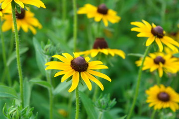 black eyed susan