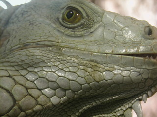 kiss the lizard
