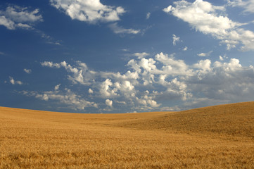Naklejka na ściany i meble wheat field under blue skies