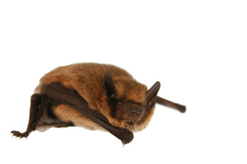 chauve souris "pipistrelle"