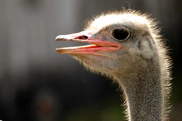 Papier Peint photo Lavable Autruche ostrich emu