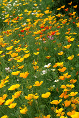 eschscholzia californica
