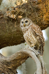 barred owl