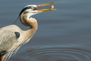 heron feeding