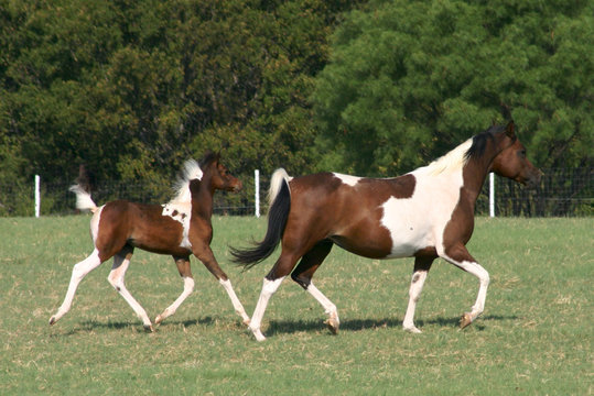 mare and foal trotting