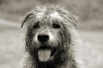 whiskey dog