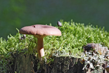 mushroom