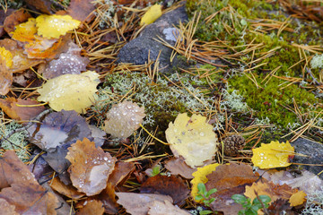 autumn leaves