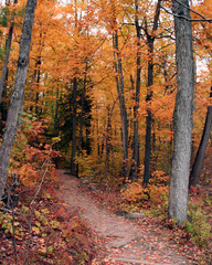 a fall trail walk
