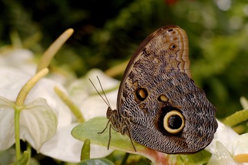 big brown butterfly