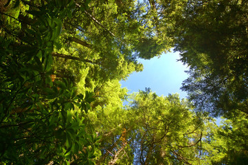 deep in the forest