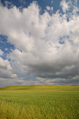 Obraz premium summer field