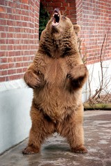 berliner bär iii © hornyteks