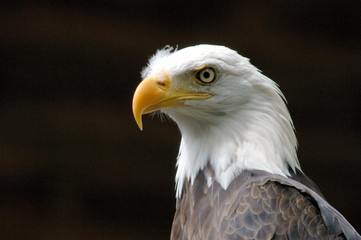 bald eagle