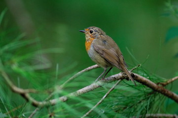 rouge gorge