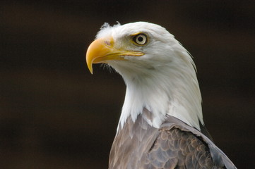 bald eagle