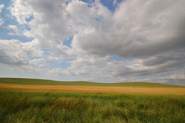 summer field