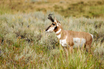 alert pronghorn