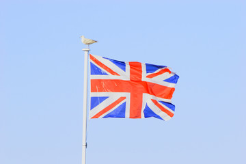 united kingdom flag with sea gull