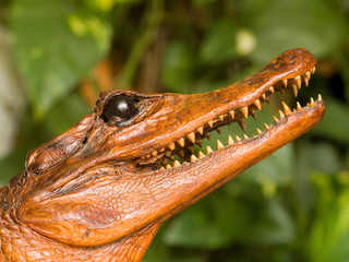 alligator - rechts