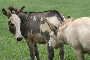 Fototapeta premium stubborn as mules