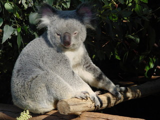 koala bear in an eucalyptus tree