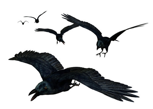 crows flying