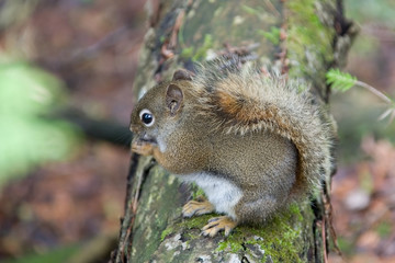 animals  squirrel