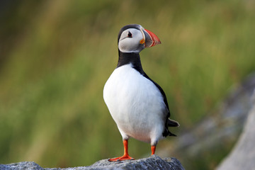 puffin (fratercula arctica)