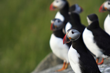 puffins (fratercula arctica)