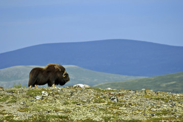 musk ox (ovibos moschatus)