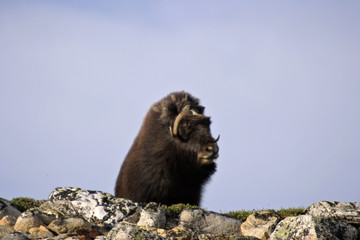 musk ox (ovibos moschatus)