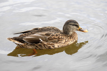 canard