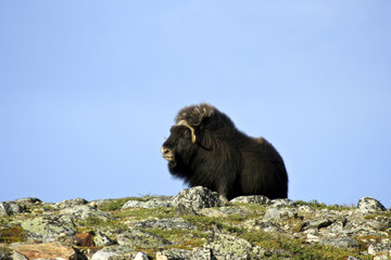 musk ox (ovibos moschatus)