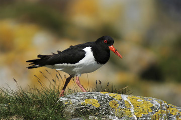 oystercatcher (haematopus ostralegus)