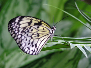 Fototapeta na wymiar Motyl (2)