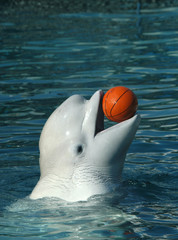 white whale playing basketball