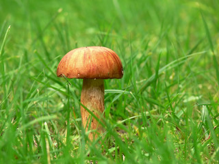 bolete in the grass