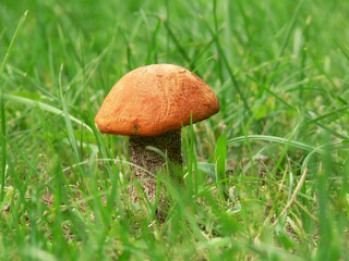 bolete in the grass