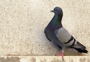 pigeon