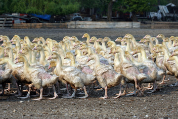 goose farm