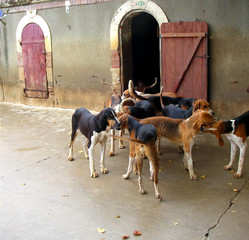 hunting dogs