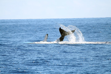 whale playing