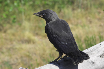 Obraz premium nestlin