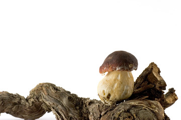 cep