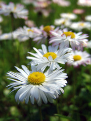 Fototapeta premium white flowers