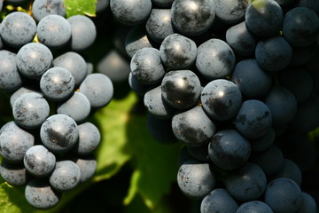 weintrauben