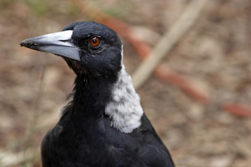 magpie