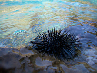 sea-urchin echinoidea in water